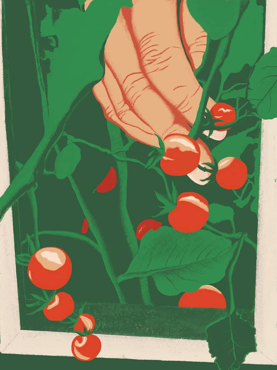 A hand picking red tomatoes